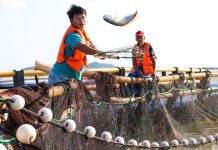 Cina: allevamenti e turismo, cresce la filiera dell’ombrina gialla (3)