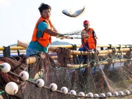 Cina: allevamenti e turismo, cresce la filiera dell’ombrina gialla (3)
