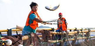 Cina: allevamenti e turismo, cresce la filiera dell’ombrina gialla (3)