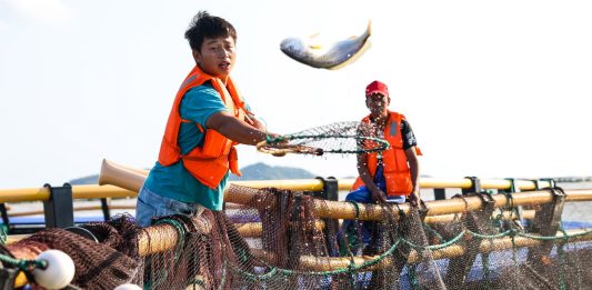 Cina: allevamenti e turismo, cresce la filiera dell’ombrina gialla (3)