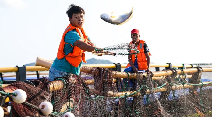 Cina: allevamenti e turismo, cresce la filiera dell’ombrina gialla (3)