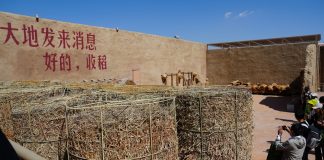 Cina: Ningxia, “villaggio del teatro” attira oltre 130.000 visitatori (3)