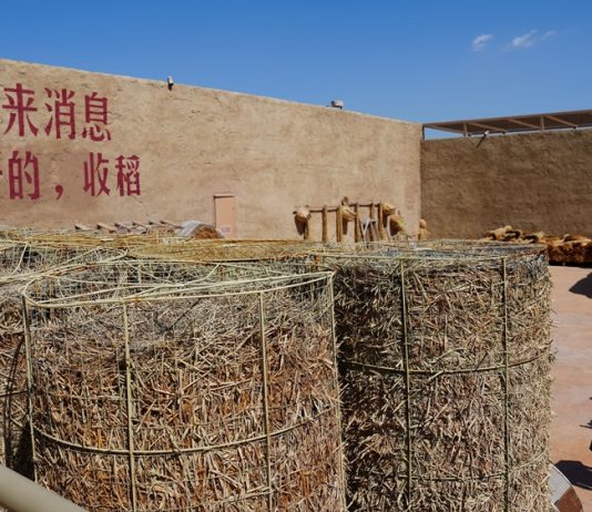 Cina: Ningxia, “villaggio del teatro” attira oltre 130.000 visitatori (3)