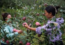 Cina: Guizhou, iniziata la raccolta delle mele a maturazione precoce (1)