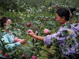 Cina: Guizhou, iniziata la raccolta delle mele a maturazione precoce (1)