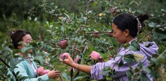 Cina: Guizhou, iniziata la raccolta delle mele a maturazione precoce (1)