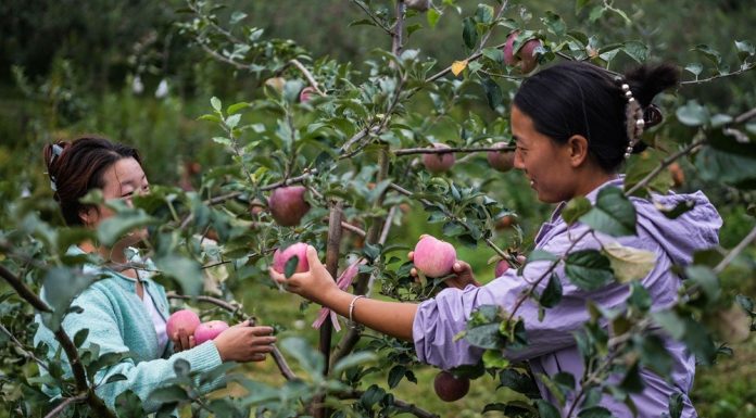 Cina: Guizhou, iniziata la raccolta delle mele a maturazione precoce (1)