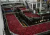 Cina: Guizhou, iniziata la raccolta delle mele a maturazione precoce (2)