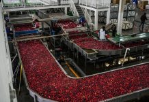Cina: Guizhou, iniziata la raccolta delle mele a maturazione precoce (2)