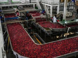 Cina: Guizhou, iniziata la raccolta delle mele a maturazione precoce (2)