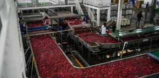 Cina: Guizhou, iniziata la raccolta delle mele a maturazione precoce (2)