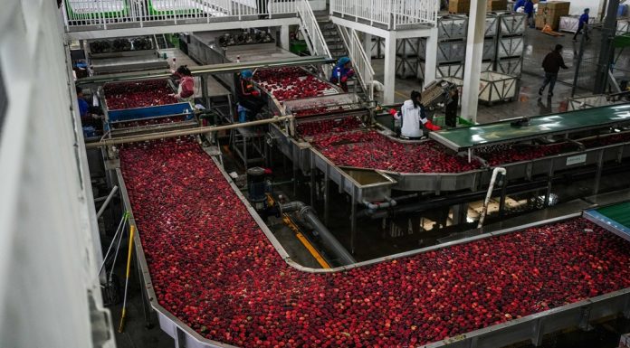 Cina: Guizhou, iniziata la raccolta delle mele a maturazione precoce (2)
