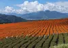 Cina: agricoltori al lavoro nel periodo della “Rugiada bianca” (1)