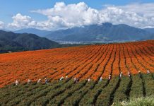 Cina: agricoltori al lavoro nel periodo della “Rugiada bianca” (1)