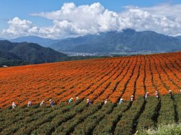 Cina: agricoltori al lavoro nel periodo della “Rugiada bianca” (1)