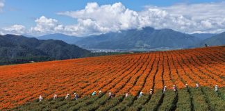 Cina: agricoltori al lavoro nel periodo della “Rugiada bianca” (1)