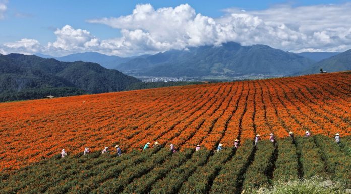 Cina: agricoltori al lavoro nel periodo della “Rugiada bianca” (1)