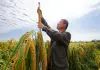 Cina: nello Heilongjiang raccolti oltre 5.400 campioni di germoplasma (1)