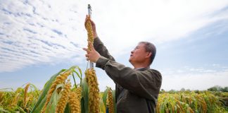 Cina: nello Heilongjiang raccolti oltre 5.400 campioni di germoplasma (1)