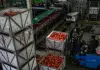 Cina: Guizhou, iniziata la raccolta delle mele a maturazione precoce (3)