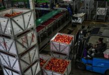Cina: Guizhou, iniziata la raccolta delle mele a maturazione precoce (3)