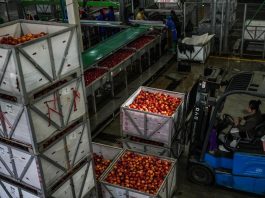 Cina: Guizhou, iniziata la raccolta delle mele a maturazione precoce (3)