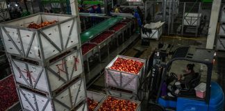Cina: Guizhou, iniziata la raccolta delle mele a maturazione precoce (3)