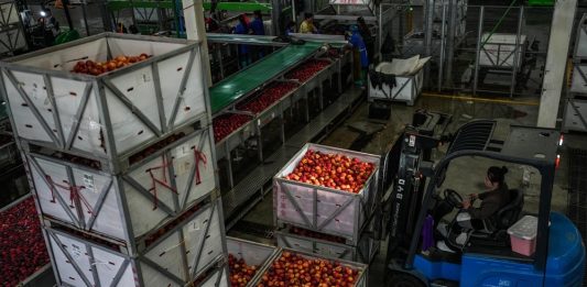 Cina: Guizhou, iniziata la raccolta delle mele a maturazione precoce (3)