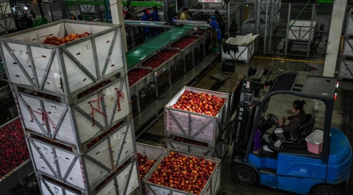 Cina: Guizhou, iniziata la raccolta delle mele a maturazione precoce (3)