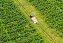 Cina: agricoltori al lavoro nel periodo della “Rugiada bianca” (2)
