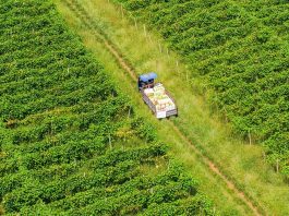 Cina: agricoltori al lavoro nel periodo della “Rugiada bianca” (2)
