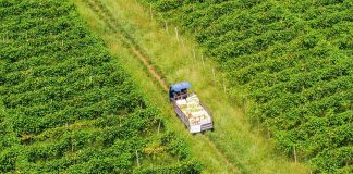 Cina: agricoltori al lavoro nel periodo della “Rugiada bianca” (2)