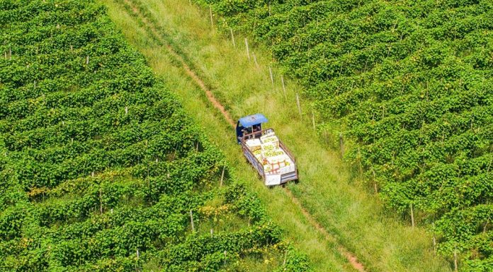 Cina: agricoltori al lavoro nel periodo della “Rugiada bianca” (2)