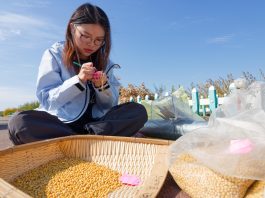Cina: nello Heilongjiang raccolti oltre 5.400 campioni di germoplasma (2)
