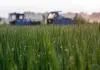 Cina: agricoltori al lavoro nel periodo della “Rugiada bianca” (3)