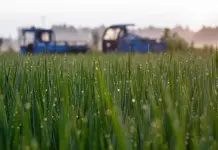Cina: agricoltori al lavoro nel periodo della “Rugiada bianca” (3)