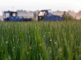 Cina: agricoltori al lavoro nel periodo della “Rugiada bianca” (3)
