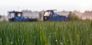 Cina: agricoltori al lavoro nel periodo della “Rugiada bianca” (3)