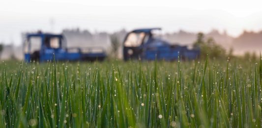 Cina: agricoltori al lavoro nel periodo della “Rugiada bianca” (3)