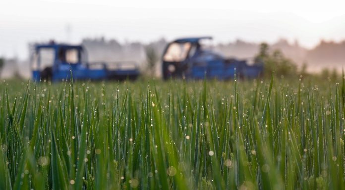 Cina: agricoltori al lavoro nel periodo della “Rugiada bianca” (3)