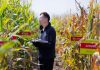 Cina: nello Heilongjiang raccolti oltre 5.400 campioni di germoplasma (3)