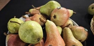 Pera dell’Emilia-Romagna Igp, dalla Regione 1,3 milioni di euro per rinforzare la filiera