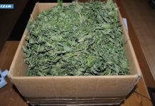 Operazione della Polizia contro la produzione e il traffico di droga nella provincia di Nuoro, 9 misure cautelari