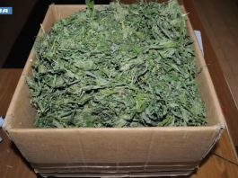 Operazione della Polizia contro la produzione e il traffico di droga nella provincia di Nuoro, 9 misure cautelari