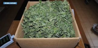 Operazione della Polizia contro la produzione e il traffico di droga nella provincia di Nuoro, 9 misure cautelari
