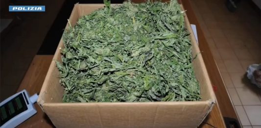 Operazione della Polizia contro la produzione e il traffico di droga nella provincia di Nuoro, 9 misure cautelari
