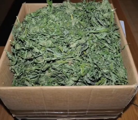 Operazione della Polizia contro la produzione e il traffico di droga nella provincia di Nuoro, 9 misure cautelari