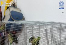 Sequestrate 300 testuggini e 77 pappagalli al porto di Pozzallo, 76 appartenenti a specie protette