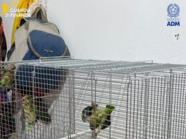 Sequestrate 300 testuggini e 77 pappagalli al porto di Pozzallo, 76 appartenenti a specie protette