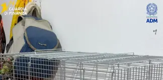 Sequestrate 300 testuggini e 77 pappagalli al porto di Pozzallo, 76 appartenenti a specie protette